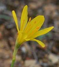 Narcissus cavanillesii2 © Teresa Farino